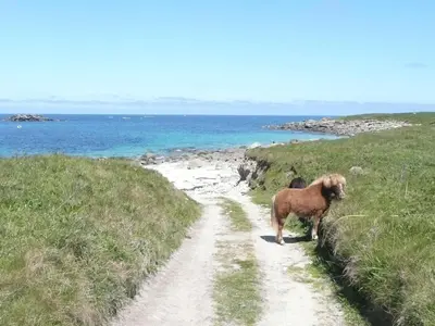 Animaux dans la maison de vacances ou à proximité