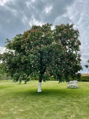 Jardin de l'établissement Villa spacieuse Saint-Hernin avec spa convivial