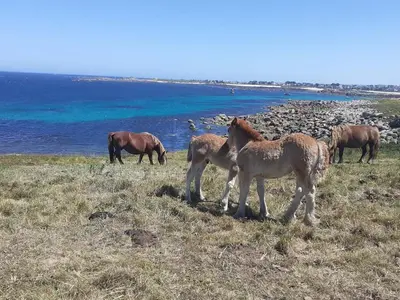 Animaux dans la maison de vacances ou à proximité