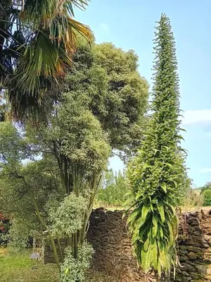 Jardin de l'établissement Le Manoir de Kérofil ** Gîte et chambres d'hôtes **