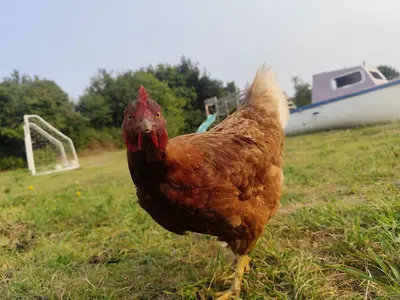Animaux dans la maison de vacances ou à proximité