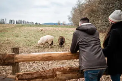 Animaux dans la maison de vacances ou à proximité