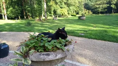 Animal ou animaux domestique(s) séjournant avec des clients dans l'établissement LA LANDE
