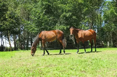 Animaux dans la maison de vacances ou à proximité