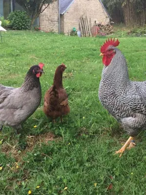 Animaux dans la maison de vacances ou à proximité