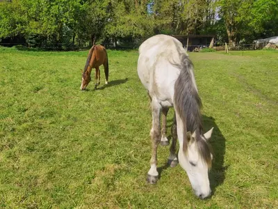 Animaux dans le B&B/chambre d'hôtes ou à proximité